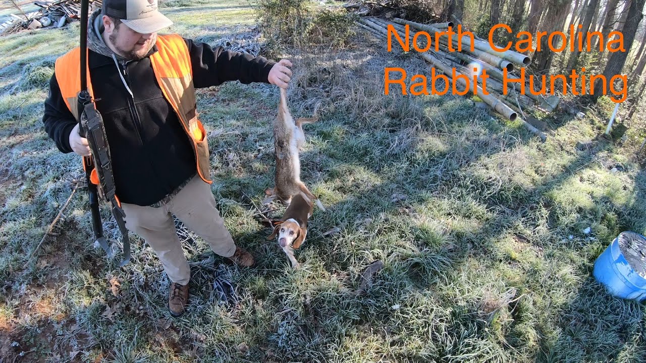 RABBIT Hunting with DOGS in North Carolina (North Carolina Rabbit Hunting) YouTube