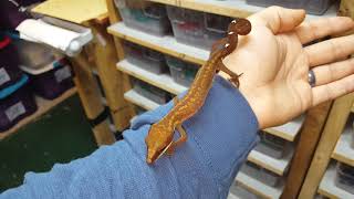 cat gecko for sale