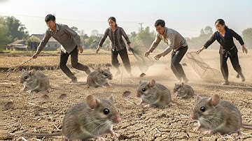 Bắt ổ chuột khủng khu ruộng bỏ hoang 20 năm | cận cảnh bắt chuột đồng kịch tính mới nhất 