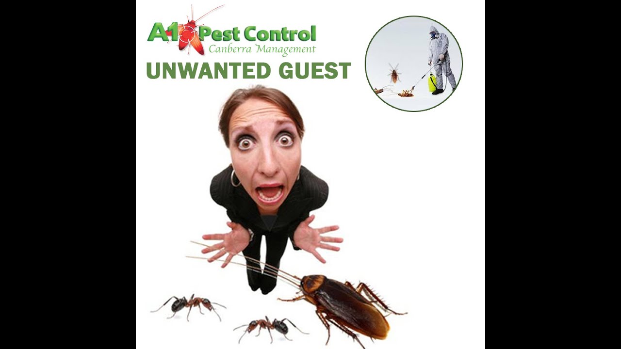 Does Pest Control Get Rid of Rats? | A1 Pest Control Canberra - YouTube