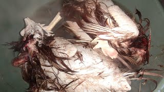 CARA PROSES AYAM PETELOR (AYAM BULU MERAH) BIAR CEPAT EMPUK DAGING NYA ALA IBU & BAPA HEBRING