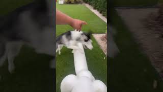 Training Luna with ups stays over and for control Impulse control #puppytraining #husky