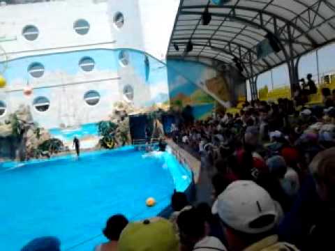 Дельфинарий Немо ДЕЛЬФИНЫ 3
