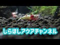 2020年最初の動画、「抱負。」