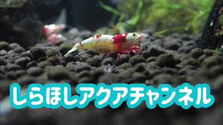 2020年最初の動画、「抱負。」