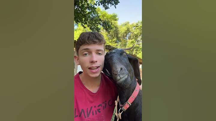 funny goat #goat #goats #goatlovers #suots