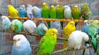 2 Hours of Budgie Best Friends  Mango and Chutney  Singing and Talking Sounds