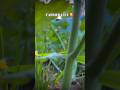 सरसो की खेती कैसे... #shortvideo #farmerstruggle #shorts #trending