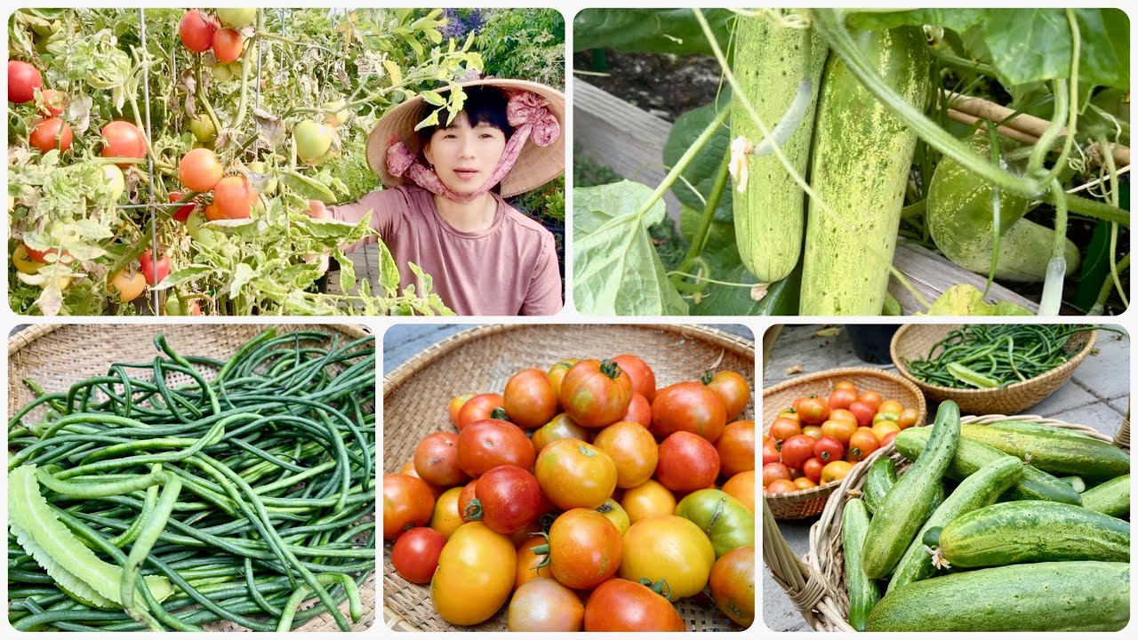 Dạo Vườn Ổi Thái Vuông Đầy Trái Và Thu Hoạch Cà Chua, Đậu Đũa, Dưa Leo Nhật.
