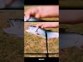 Sea lamprey #sciencefacts #facts