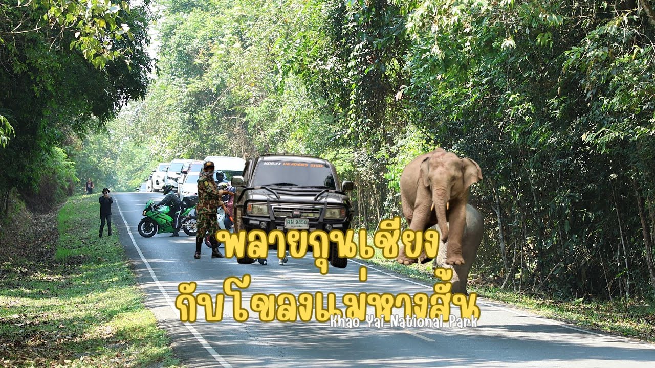 สุดยอดช้างตัวตึงรุ่นใหม่แห่งเขาใหญ่พลายกุนเชียงกับโขลงแม่หางสั้น#ช้างป่าเขาใหญ่ #elephant