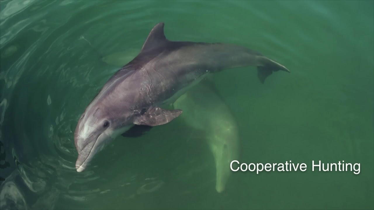How Bottlenose Dolphins Capture Their Prey
