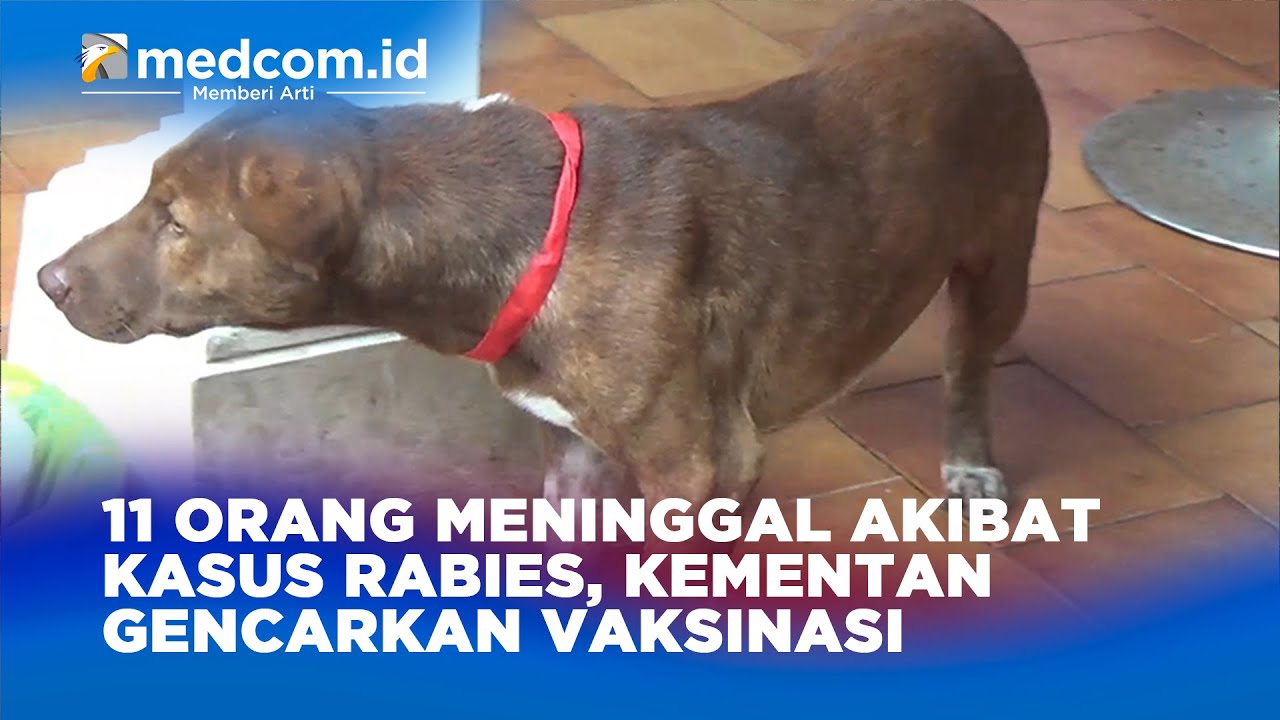 11 Orang Meninggal Akibat Kasus Rabies Yang Meningkat, Kementan ...