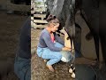 Cow Didn’t Let Me Come Close 😮🐄 | But Got Fresh Milk at the End 🥛| Real Farm Life #rurallife #shorts