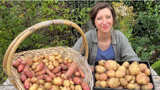 Maincrop Potato Harvest Reveal / Homegrown Garden