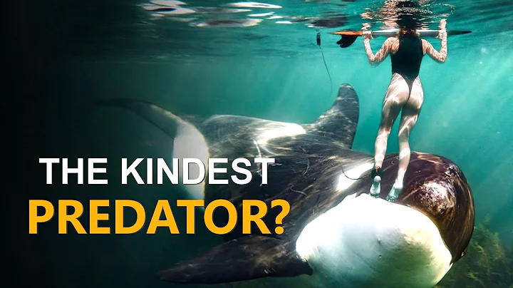 Top 3 Reasons Orcas Don't Attack Humans in the Wild | AquaXplorer Documentary