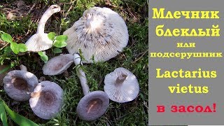 Млечник блеклый. Идёт в засол.. видео Lactarius vietus, Млечник блеклый