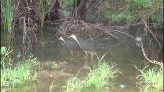 white breasted waterhen pair calling