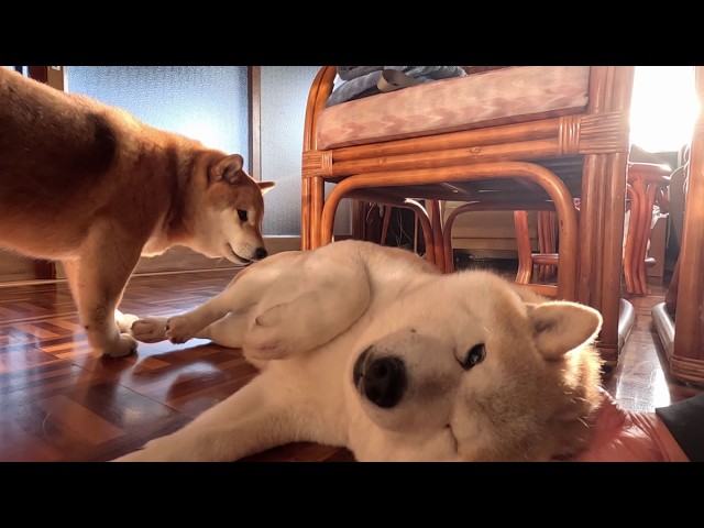 もう9歳なのに甘えん坊過ぎるモフモフ - YouTube