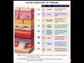 SKIN TO TENDON LAYERS #CPTCODING #MASS EXCISION # DEFECT CLOSURE.