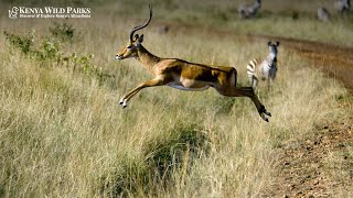 What Are Some Fun Facts About Impalas? @kenyawildparks