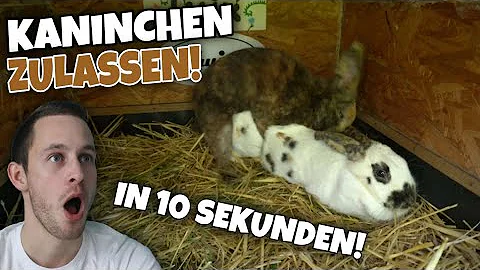 Wann ist die Paarungszeit von Kaninchen?