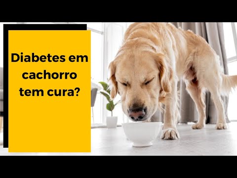 🔴   DIABETES EM CACHORRO: Sinais e Sintomas / Diagnóstico e Tratamento. 🐶