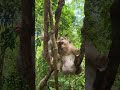 Keep Monkeys Happy & Safe:♀️🩷 All Kids Happy & Peaceful at Good Place♀️🩷#SovanaTroop #Amber Troop