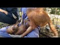 Cheeky orangutan wants to play her friend just wants to sleep