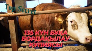 135 КҮН БОЙЫ БОРДАҚЫЛАНҒАН БҰҚАЛАР | ОЛАР ҚАЛАЙ СЕМІРДІ? | ӘЛІ ЕШКІМ АЙТПАҒАН ҚҰПИЯ 😲 | ШООК🤩