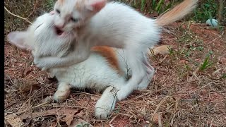 Cats playing video ❤️ ❤️ ❤️Cat vs kitten 🐾🐾🐾🐾🐾🐈🐈🐈🐈🐈🐈#fight #cutefights #cat #funny #catlover #comedy by My cat's world 🌎🌎 2,865 views 3 weeks ago 7 minutes, 33 seconds