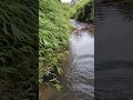 Membuat bendungan di sungai, mengingat masa-masa kecil.