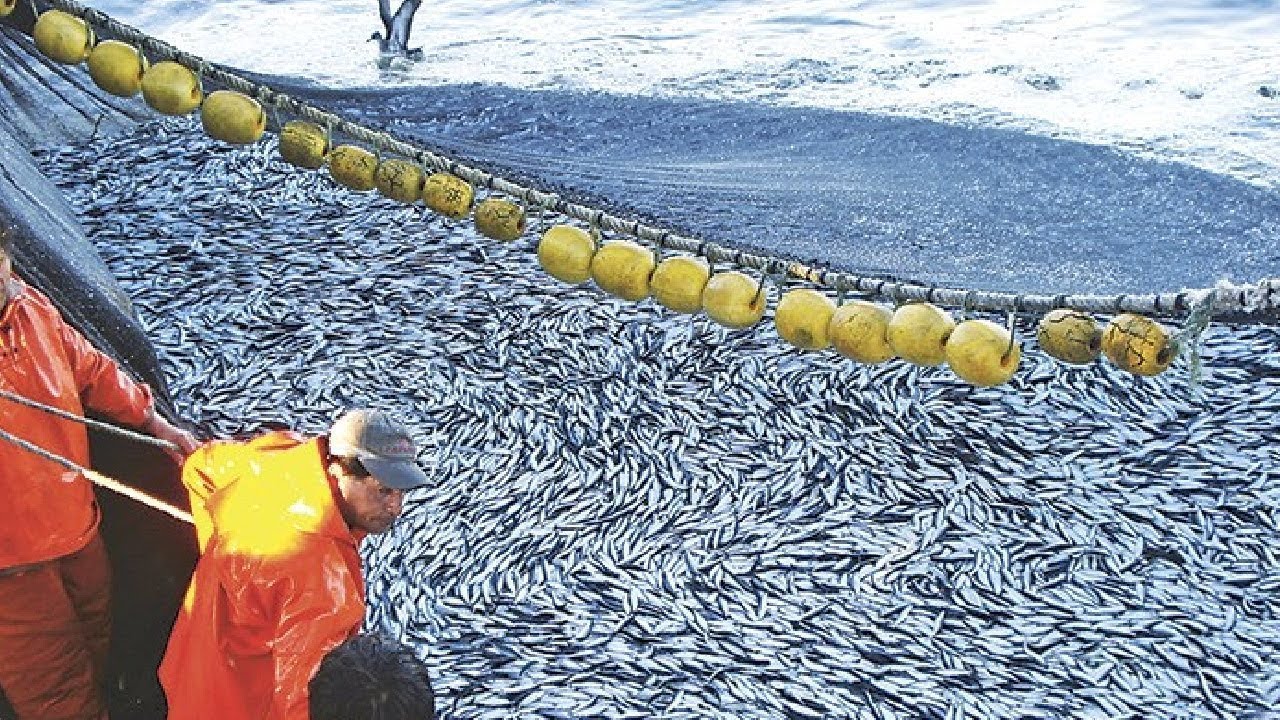 Big Fish Catching In The Deep Sea, Modern Fish Processing Line Catch ...