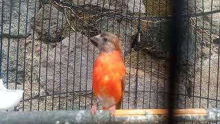 Red siskin dilution GACOR