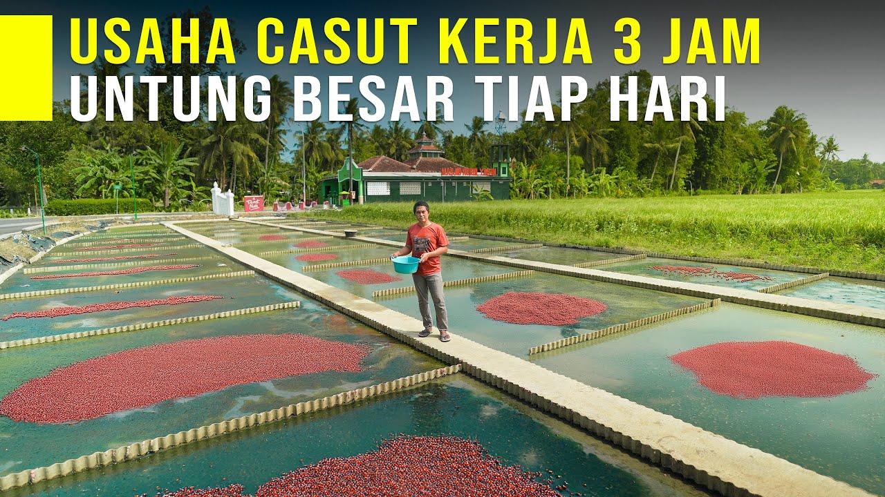 USAHA ANTI GAGAL! Budidaya Cacing Sutra Untung Jutaan Tiap Hari