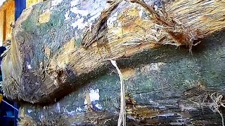 's werelds grootste zaaghout || het bos van de rijken || zagerij