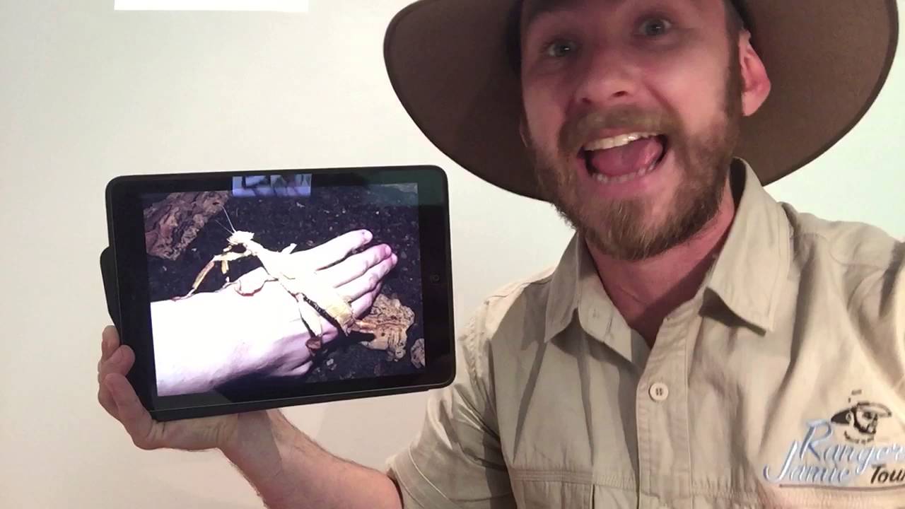 australia แปลว่า PHASMIDS on Lord Howe Island with Ranger Jamie