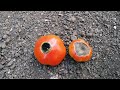 Alternaria nel Pomodoro coesistenza con marciume apicale e ATTENTI alla patata !