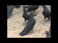 Бакинские бойные голуби  Гейдара Бабаева часть 2