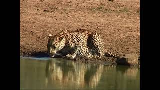 Leopard  chased by Rhino at waterhole screenshot 4