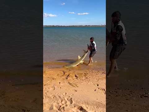 Man Helps Massive Sawfish Return To The Sea