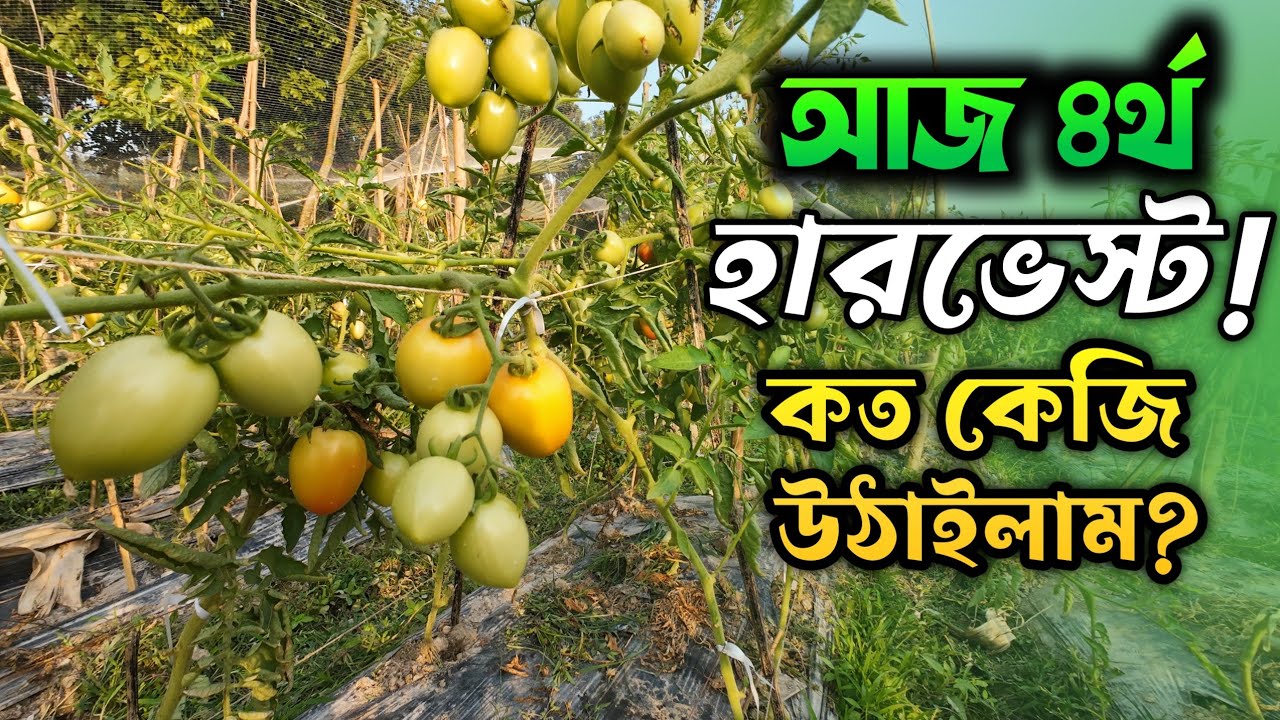 টমেটোর ৪র্থ হারভেস্ট করলাম আজ! কি পরিমাণে টমেটো উঠাইলাম ✅