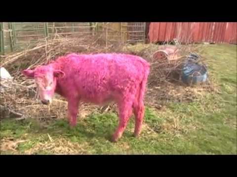 Cows valentines cow valentine kissing romance operation pink cow.wmv - YouTube