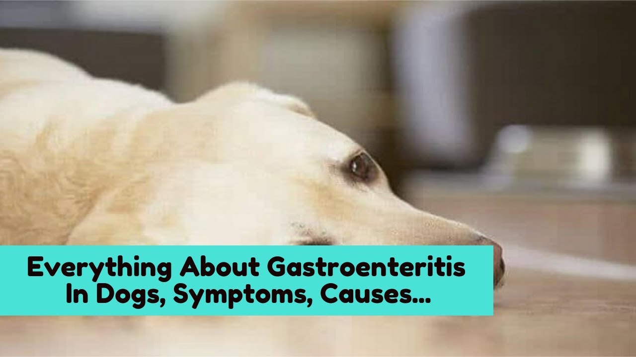 what causes gastroenteritis in dogs