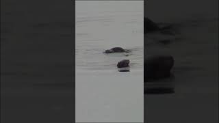 Newfoundland, The River Otters are Hunting!
