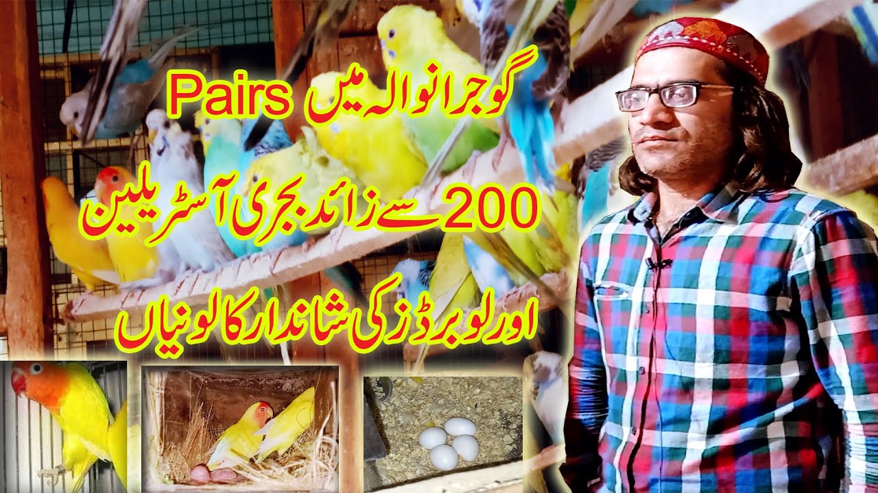 Visit 200 Pairs Australian budgies and Love Bird Breeding Setup|Faheem Butt Parrot Breeding Setup|