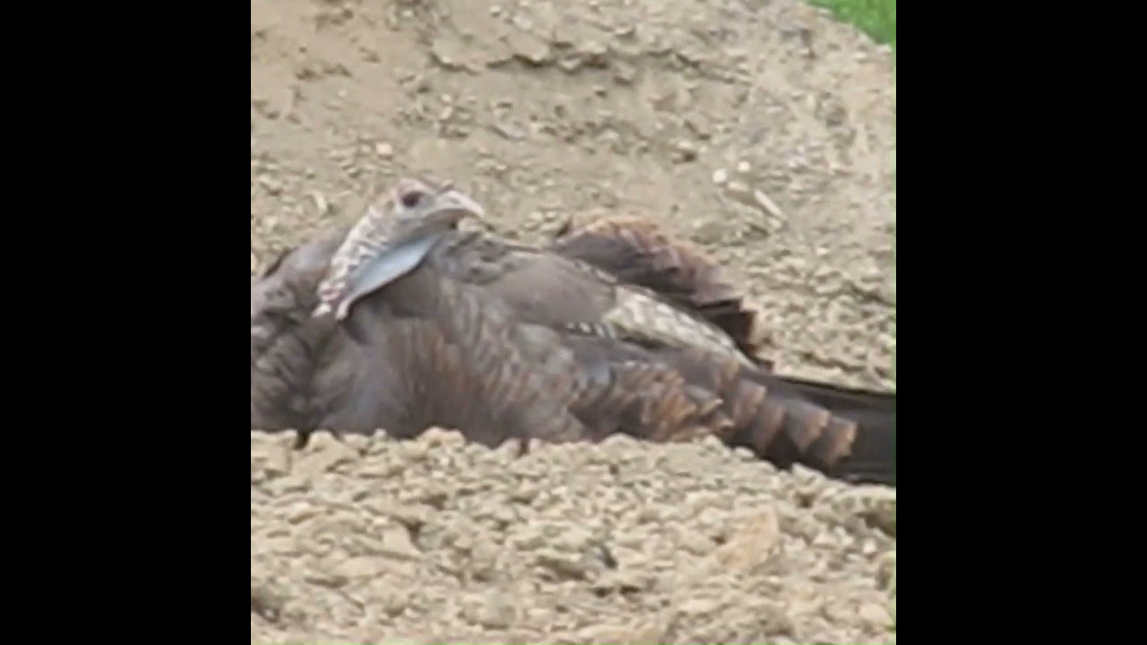 Turkey Takes Dust Bath! 