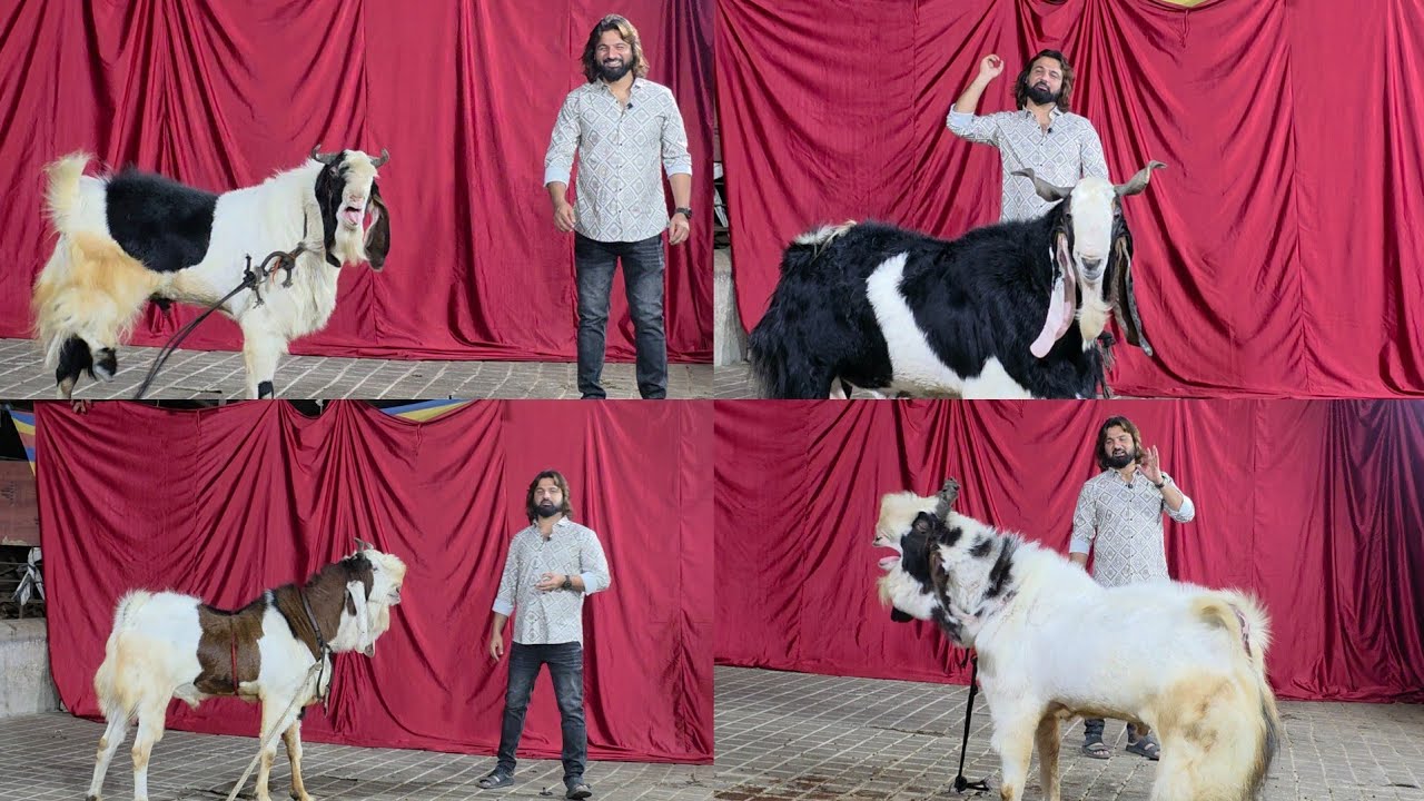 Har Bakra Nayaab Nahi Hota | Nayaab Ek Gali Hogayi Hai | D Goat Farm Ka Kota Collection Danish Bhai.