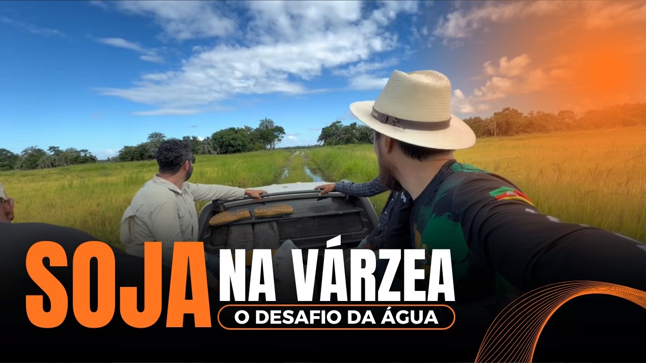 Soja na várzea - potencial, manejo de doenças e cultivares