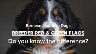 Bernese Mountain Dog Breeder Red Flags vs Green Flags — Do You Know the Difference